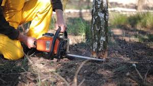 Best Stump Grinding and Removal  in Downers Grove, IL