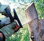 Best Tree Preservation Services  in Downers Grove, IL