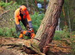 Best Tree Cabling and Bracing  in Downers Grove, IL