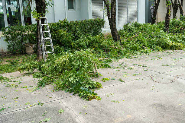 Best Tree Health Inspection  in Downers Grove, IL