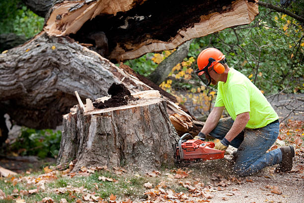 How Our Tree Care Process Works  in  Downers Grove, IL